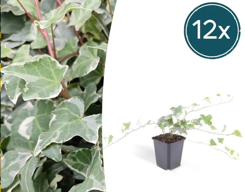 12x Hedera helix 'Glacier'