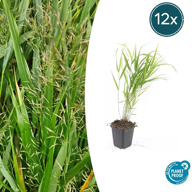 12x Hakonechloa macra