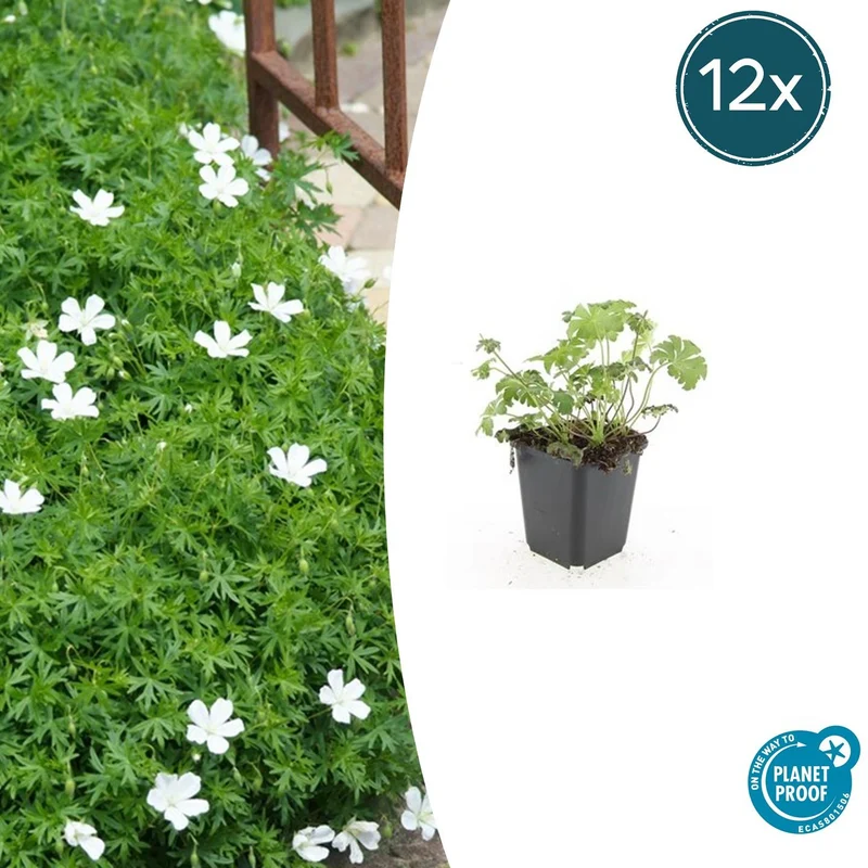 12x Geranium sang. 'Album'