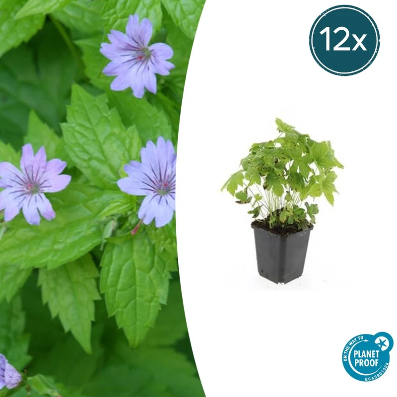 12x Geranium nodosum