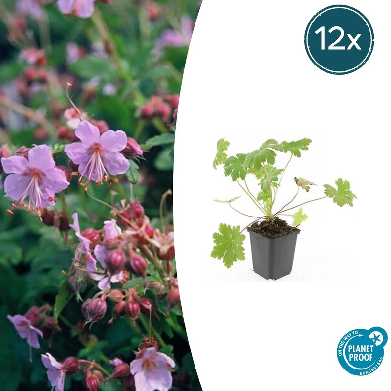 12x Geranium macr. 'Ingwersen's Var.'
