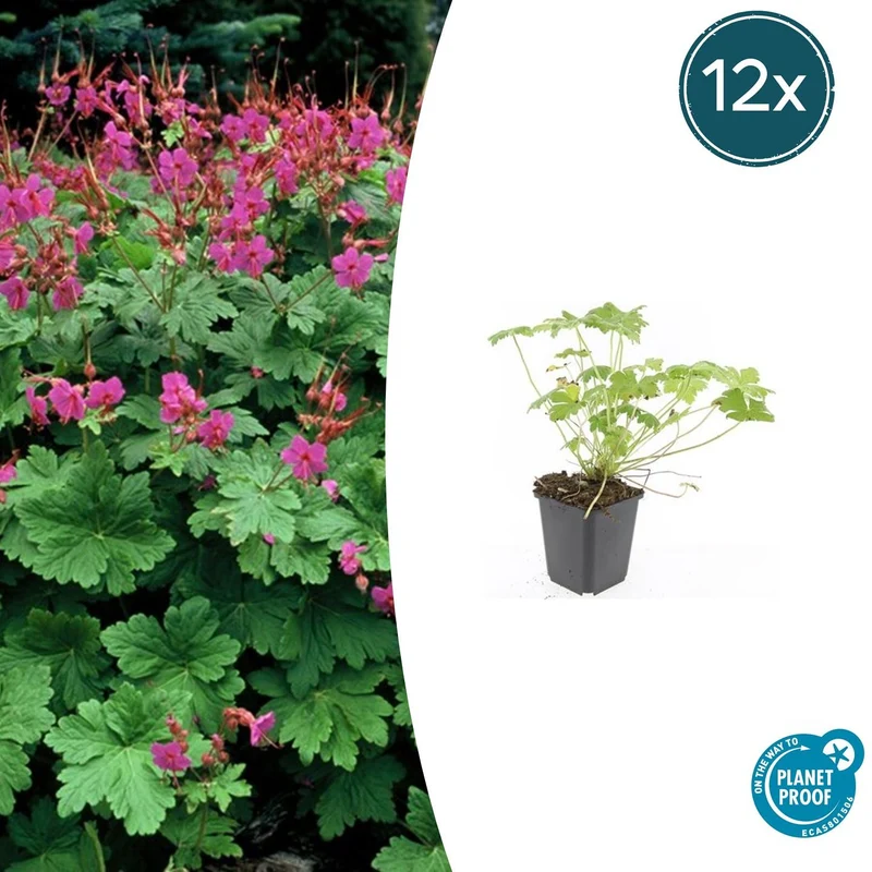 12x Geranium macr. 'Czakor'