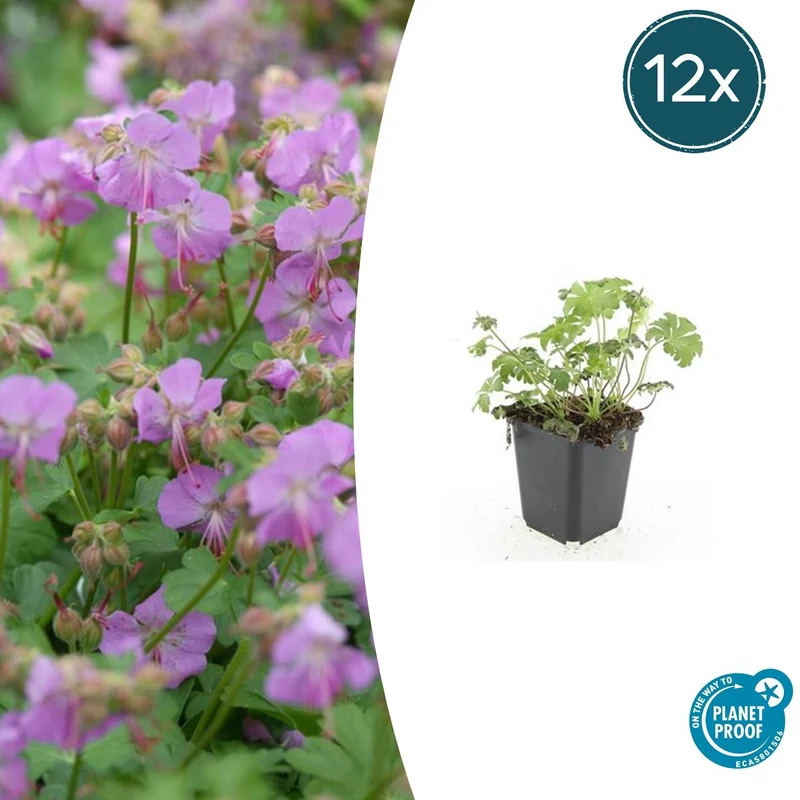 12x Geranium cant. 'Cambridge'
