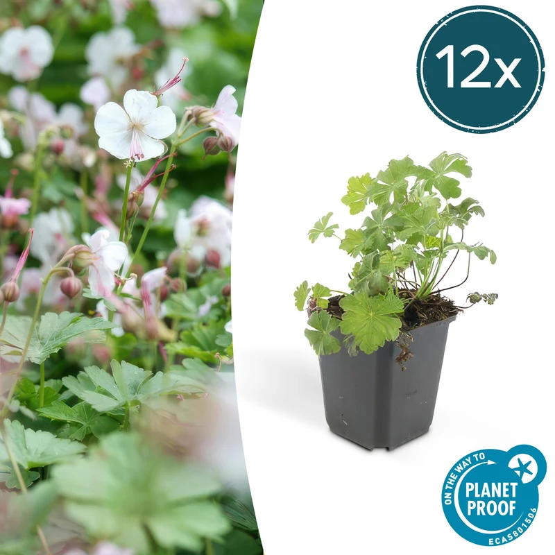 12x Geranium cant. 'Biokovo'