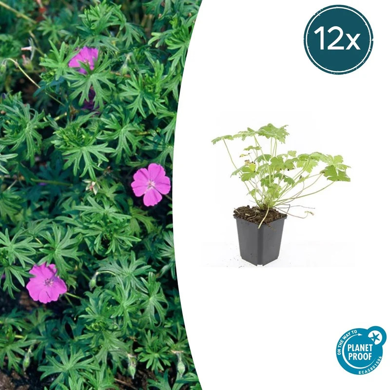 12x Geranium 'Tiny Monster'
