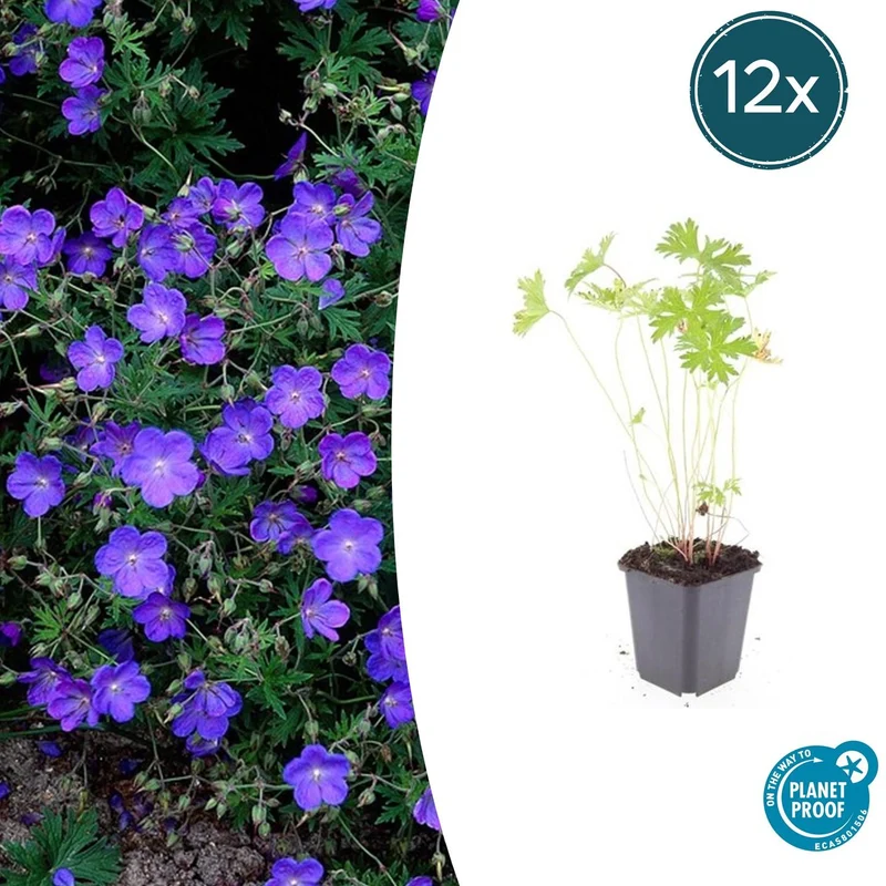 12x Geranium 'Johnson's Blue'