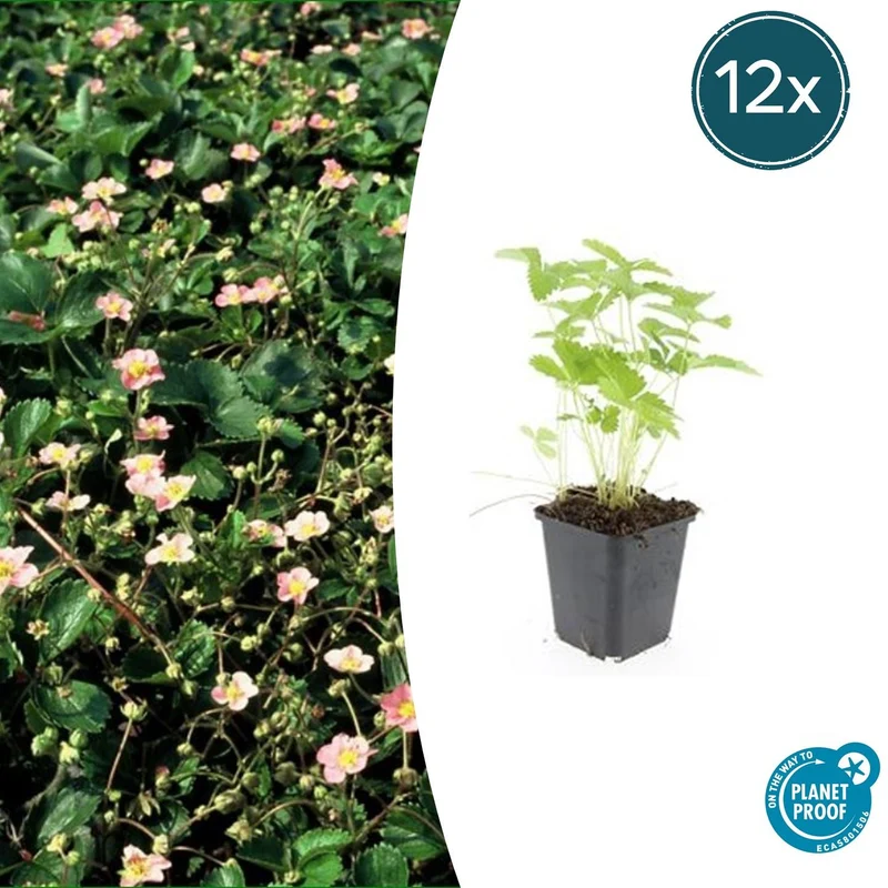 12x Fragaria vesca