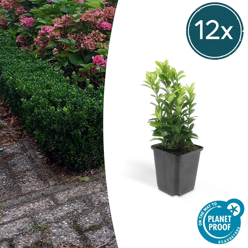 12x Euonymus jap. Green Spire