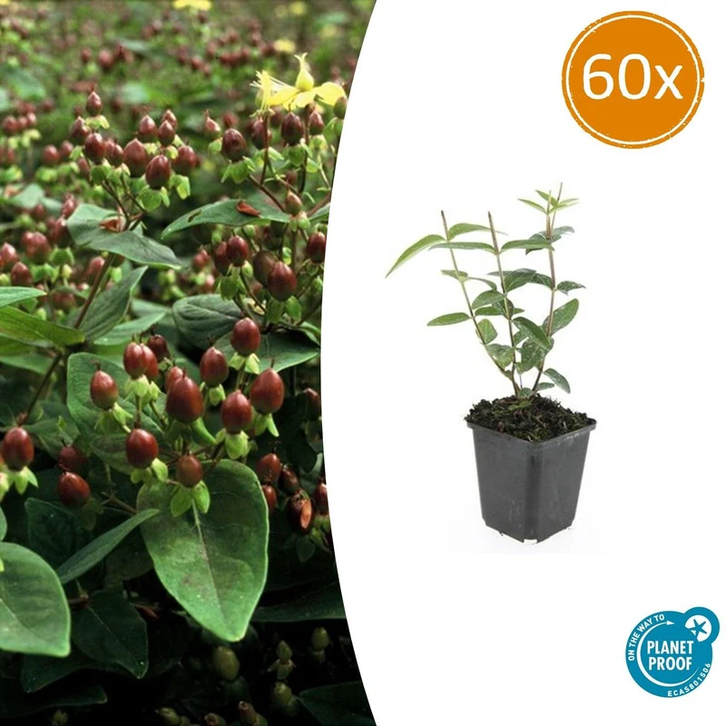 60x Hypericum inodorum 'Rheingold'