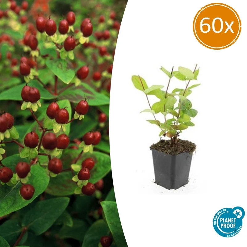60x Hypericum inodorum 'Beauty'