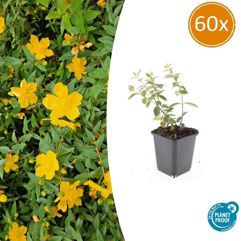 60x Hypericum dummeri 'Peter Dummer'