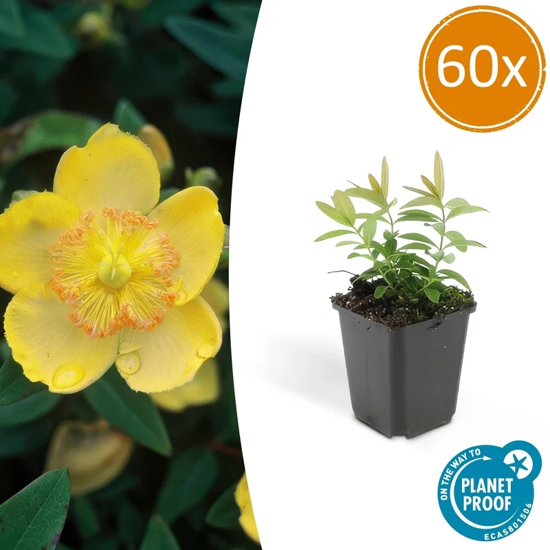 60x Hypericum calycinum
