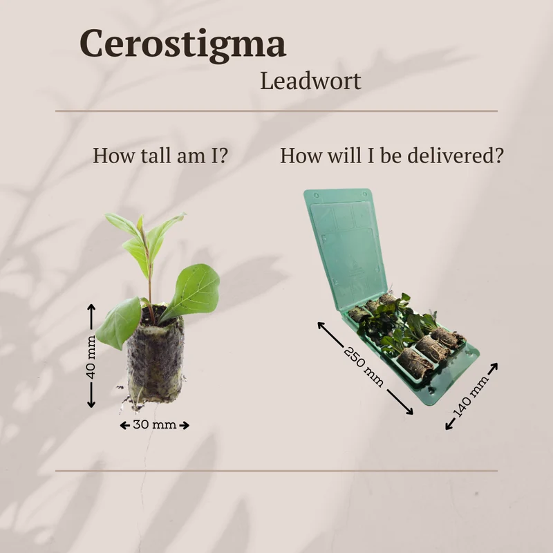 Ceratostigma – 6 Pluggen | Zelf Kweken & Genieten van een Kleurrijke Najaarstuin!