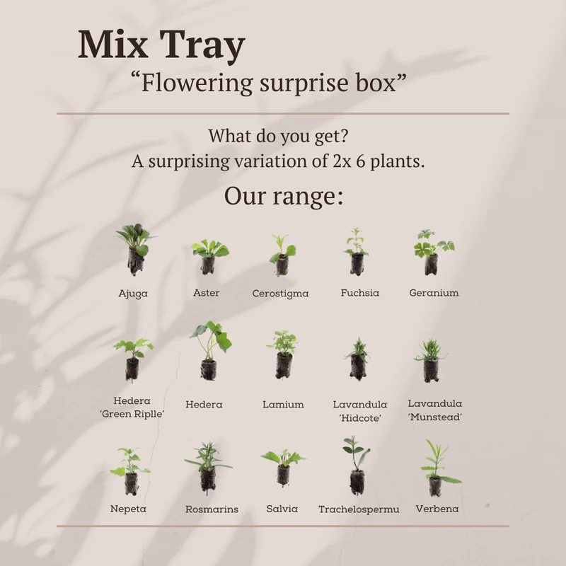 Mix Tray – 12 Pluggen | Laat je Verrassen door een Kleurrijke Plantenmix!
