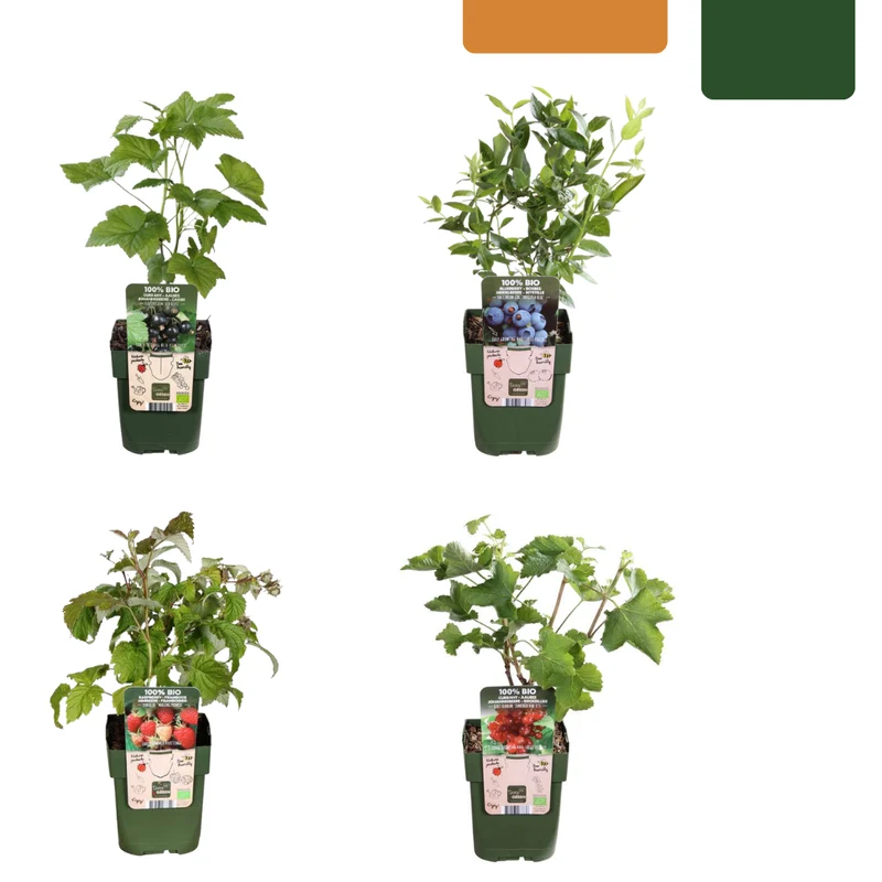 Vruchtenparadijs, BIO fruitplanten mix van 4 soorten