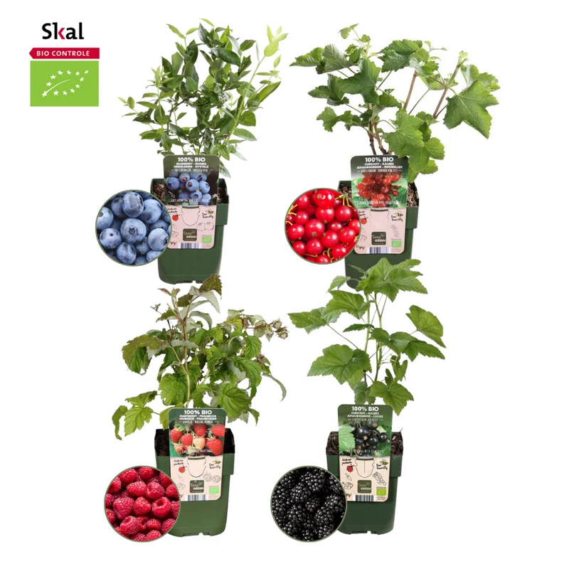 Vruchtenparadijs, BIO fruitplanten mix van 4 soorten