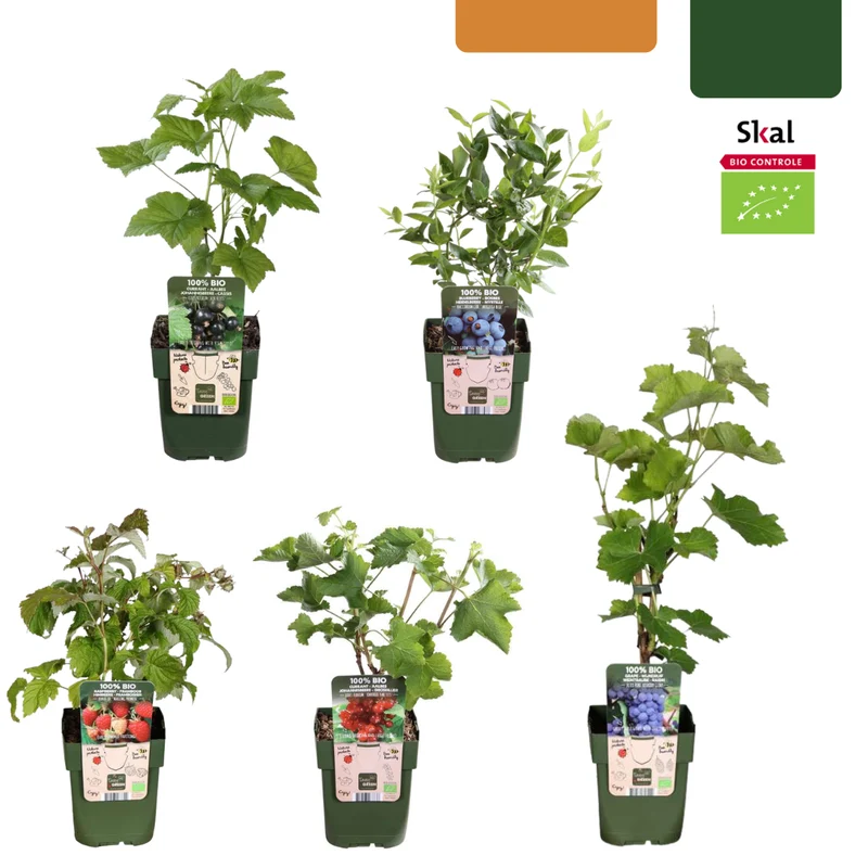 Vruchten oase, BIO fruitplanten mix van 5 soorten
