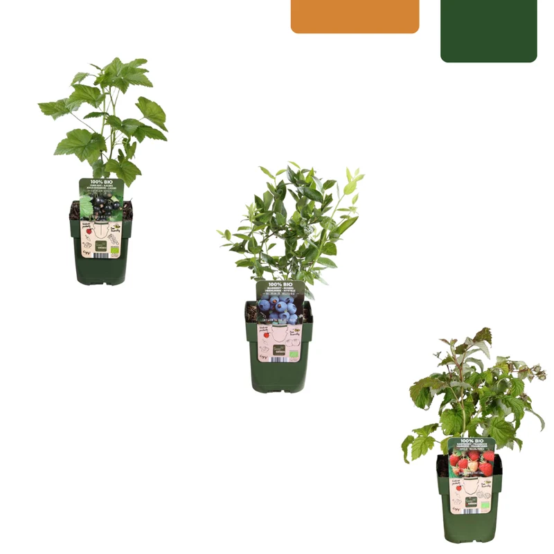 Vruchten feestje, BIO fruitplanten mix van 3 soorten