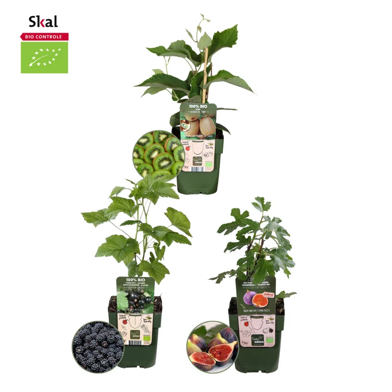 Zoete oogst trio, BIO fruitplanten mix van 3 soorten
