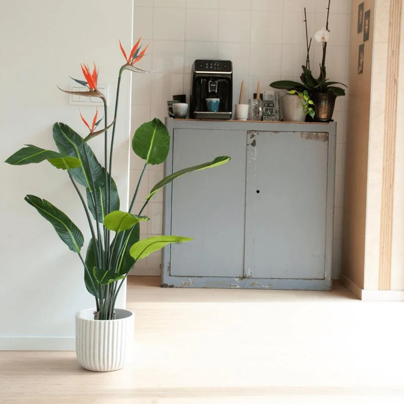 Strelitzia met bloemen