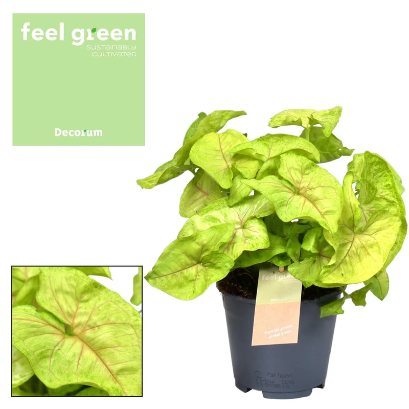 Syngonium Golden Feel Green