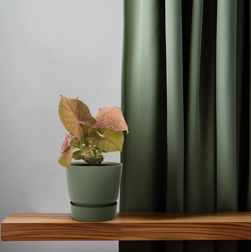 Syngonium Neon
