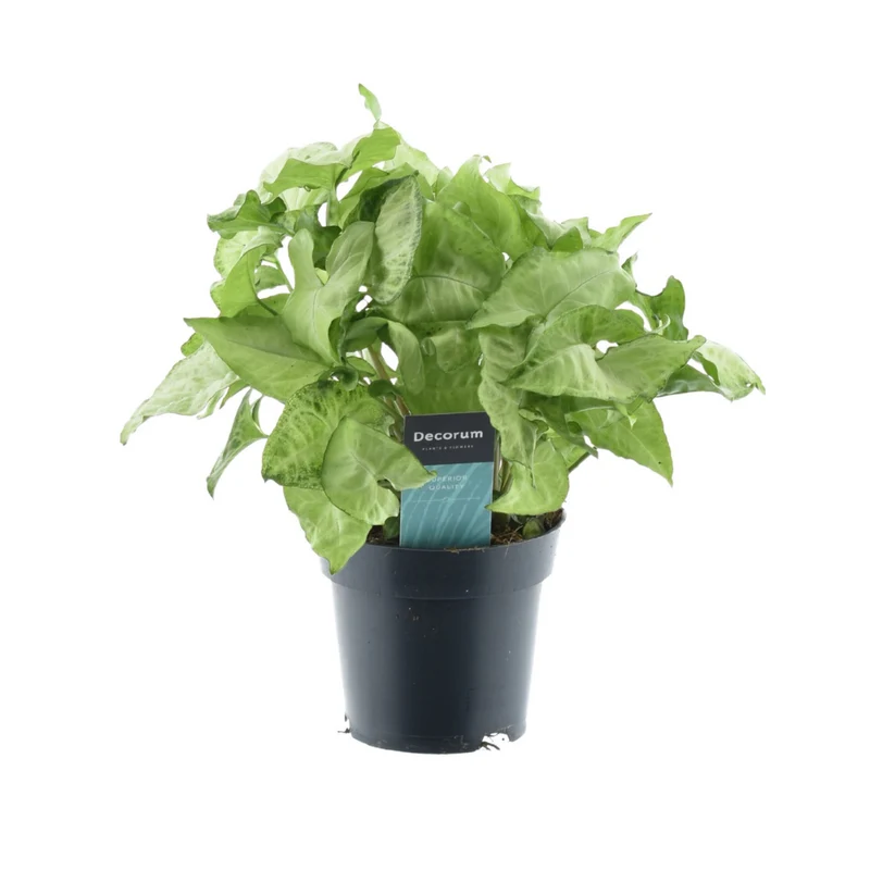 Syngonium White Butterfly Feel Green