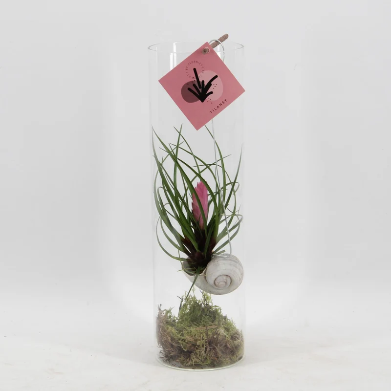 Tillandsia Cyanea