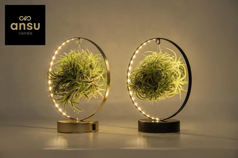 Tillandsia Led Edition Mix - 2 stuks