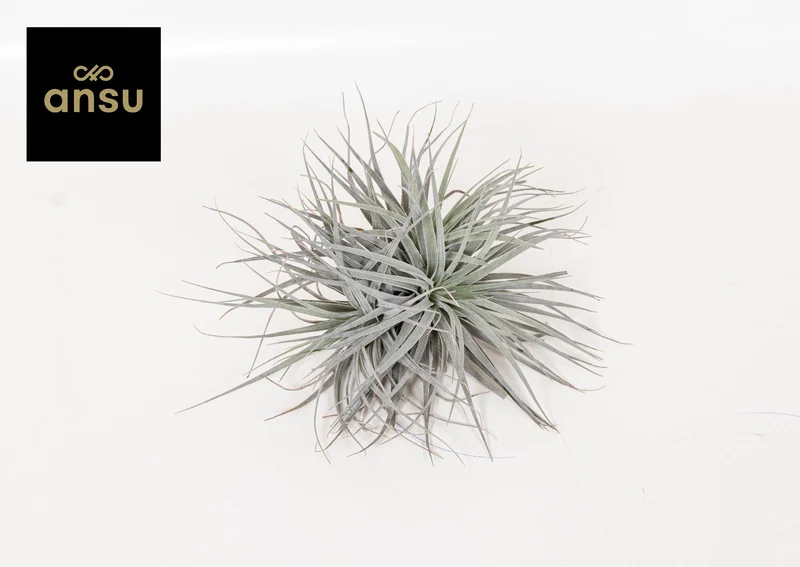 Tillandsia Super Silver XL