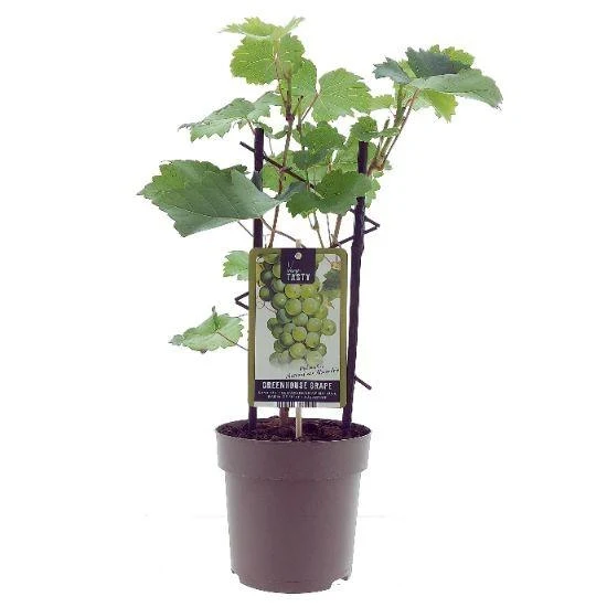 Aanbieding - Vitis Muskaat de Alexandrie