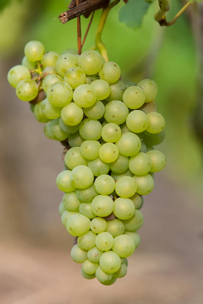 Vitis vinifera 'Johanniter' - Witte Druif