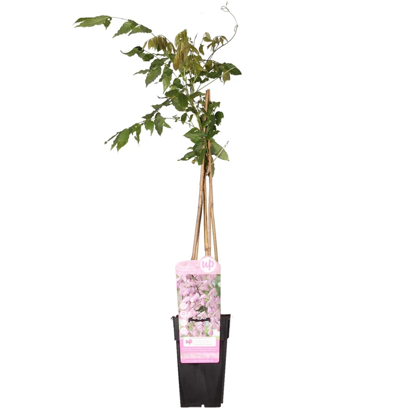 Wisteria floribunda 'Rosea'